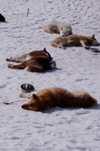 La Pesse 2015 Course de chiens de traineau ( part 2/2 ), DSC08315