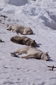 La Pesse 2015 Course de chiens de traineau ( part 2/2 ), DSC08316