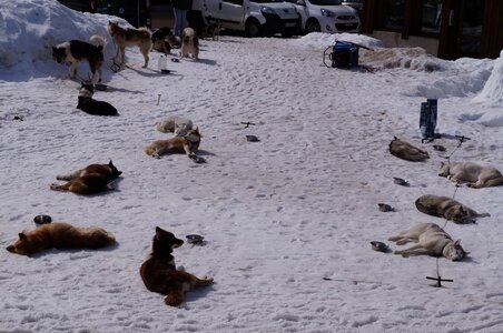 La Pesse 2015 Course de chiens de traineau ( part 2/2 ), DSC08317