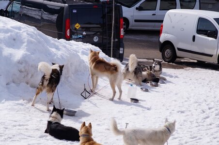 La Pesse 2015 Course de chiens de traineau ( part 2/2 ), DSC08318