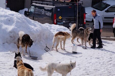 La Pesse 2015 Course de chiens de traineau ( part 2/2 ), DSC08319
