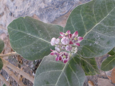 Oman 2011, Oman  32 