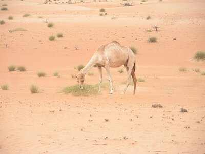 Oman 2011, Oman  141 