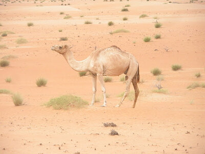 Oman 2011, Oman  142 