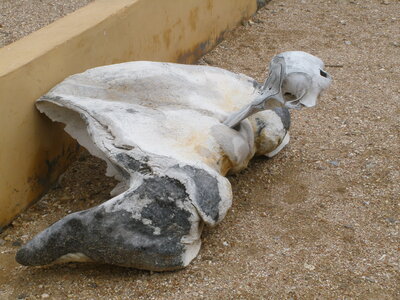 Oman 2011, Oman  205 