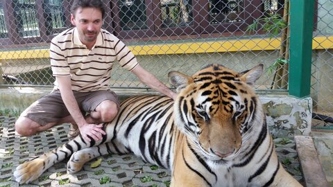 album voyages, tigre thailande 2015