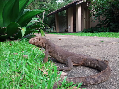 album voyages, varan sri lanka
