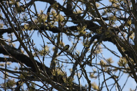 oiseaux la salvetat avril 2015, mesange_charbonniere1