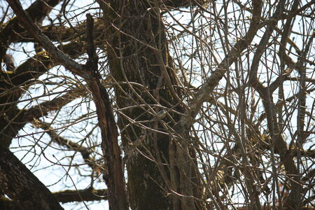oiseaux la salvetat avril 2015, mesange_charbonniere3