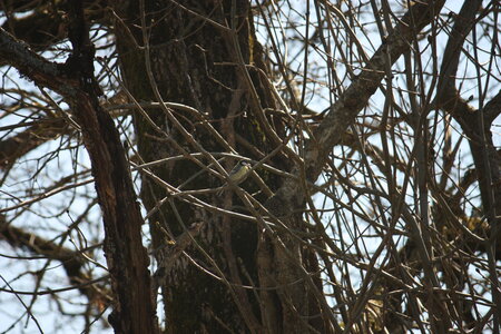oiseaux la salvetat avril 2015, mesange_charbonniere5