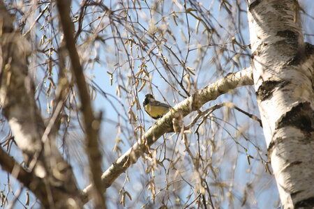 oiseaux la salvetat avril 2015, mesange_charbonniere6