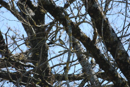 oiseaux la salvetat avril 2015, mesange_charbonniere7