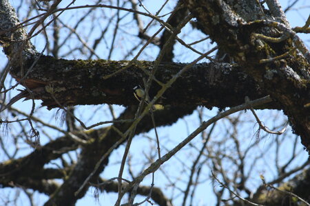 oiseaux la salvetat avril 2015, mesange_charbonniere8