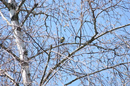oiseaux la salvetat avril 2015, mesange_charbonniere9