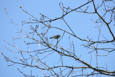 oiseaux la salvetat avril 2015, mesange_bleue1