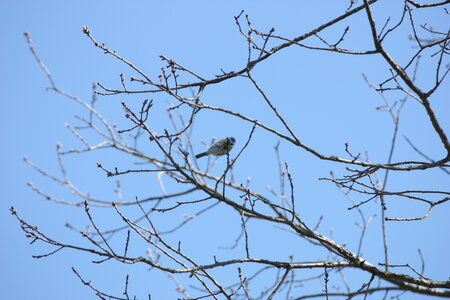 oiseaux la salvetat avril 2015, mesange_bleue2