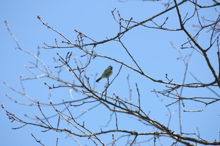 oiseaux la salvetat avril 2015, mesange_bleue3