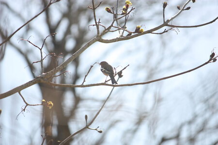 oiseaux la salvetat avril 2015, pinson_des_arbres1