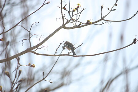 oiseaux la salvetat avril 2015, pinson_des_arbres2