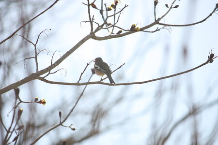 oiseaux la salvetat avril 2015, pinson_des_arbres3