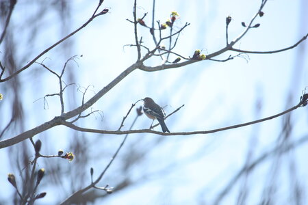 oiseaux la salvetat avril 2015, pinson_des_arbres4
