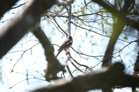 oiseaux la salvetat avril 2015, pinson_des_arbres5