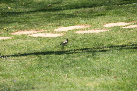 oiseaux la salvetat avril 2015, pinson_des_arbres8