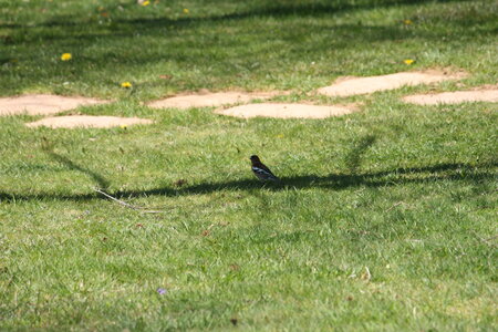 oiseaux la salvetat avril 2015, pinson_des_arbres9