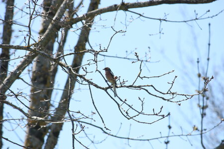 oiseaux la salvetat avril 2015, pinson_des_arbres10