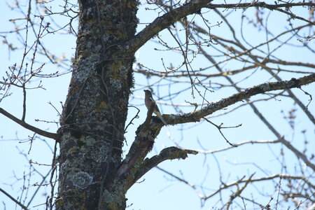 oiseaux la salvetat avril 2015, pinson_des_arbres12