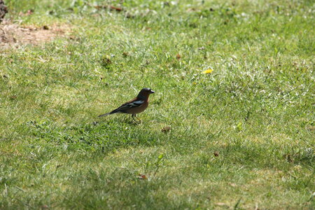 oiseaux la salvetat avril 2015, pinson_des_arbres15