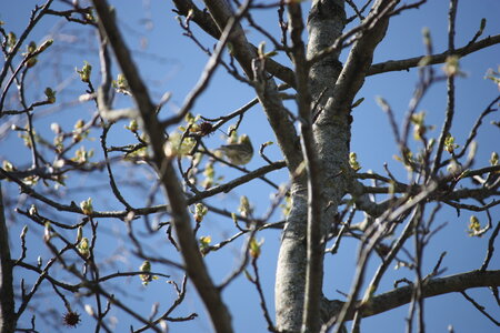 oiseaux la salvetat avril 2015, bruant_jaune2 ou serin cini