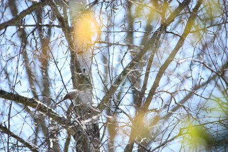 oiseaux la salvetat avril 2015, mesange à longue queue
