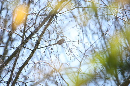 oiseaux la salvetat avril 2015, mésange à longue queue 2