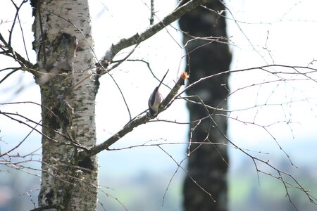 oiseaux la salvetat avril 2015, mésange à longue queue 3