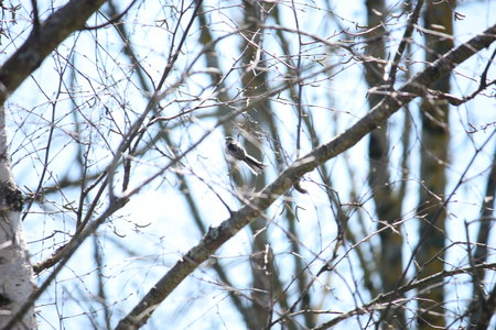 oiseaux la salvetat avril 2015, mésange à longue queue 5