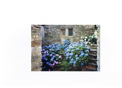 gitescaroux, gîte des jardins, Photo hortensia