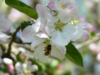 Les bestioles du verger, abeille sur fleurs de pommier