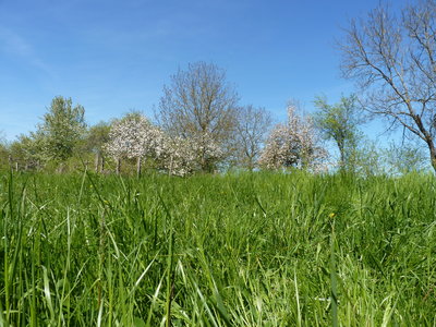 Les bestioles du verger, verger printemps 2015