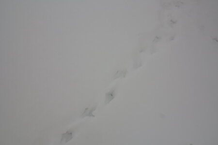 2015-03-13-15-ski-tendre-capanna-mautino, alpes-aventure-ski-rando-tendre-capanna-mautino-2015-03-15-18