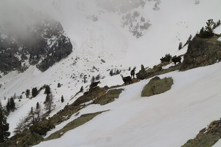2015-03-21-28-ski-mercantour-neiges-maritimes, alpes-aventure-ski-rando-mercantour-neiges-maritimes-2015-03-26-073