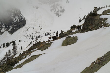 2015-03-21-28-ski-mercantour-neiges-maritimes, alpes-aventure-ski-rando-mercantour-neiges-maritimes-2015-03-26-075