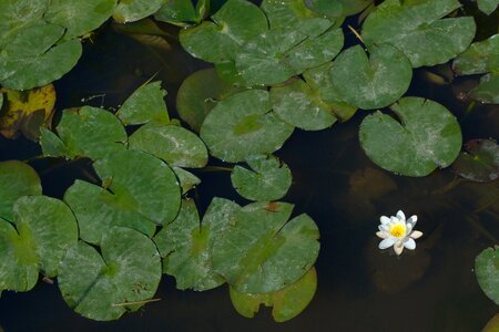 Jardin des plantes, 1205-05