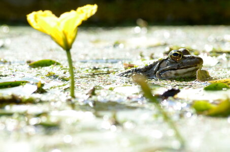 Jardin des plantes, Grenouille2