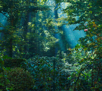 Nature à Sèvres, Fenetre