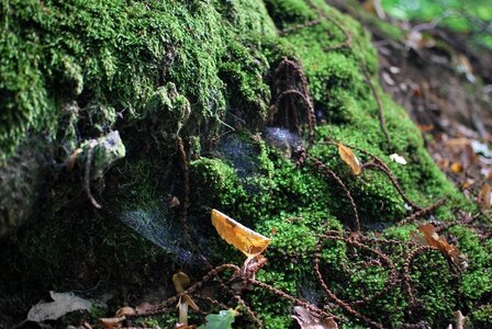Nature à Sèvres, Mousse03