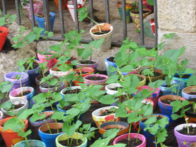 GERONE  FÊTE  DES  FLEURS, Gerone 13-05-015 026