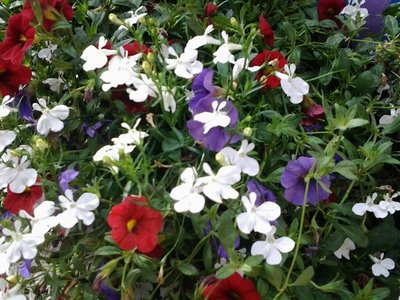 GERONE  FÊTE  DES  FLEURS, Gerone 13-05-015 063