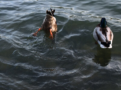 Paris, canard-1