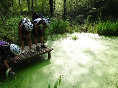 LES CHAMPS DANS LES HAIES, 31c